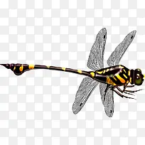 蜻蜓-空若网 蜻蜓-空若网