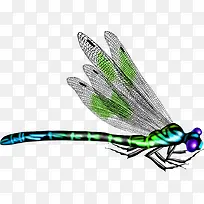 绿色蜻蜓-空若网 绿色蜻蜓-空若网