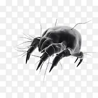 细菌螨虫-空若网 细菌螨虫-空若网