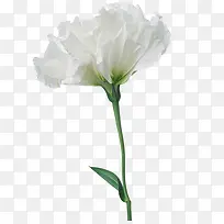 白色茉莉花装饰图案-空若网 白色茉莉花装饰图案-空若网