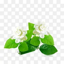 一支白色茉莉花-空若网 一支白色茉莉花-空若网