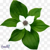 ��ɫ��������-������