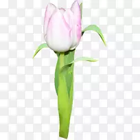 郁金香切花植物茎郁金香-空若网 郁金香切花植物茎郁金香-空若网