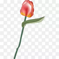开花植物蔷薇科郁金香百合科-郁金香-空若网 开花植物蔷薇科郁金香百合科-郁金香-空若网