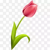开花植物郁金香花瓣植物茎郁金香-空若网 开花植物郁金香花瓣植物茎郁金香-空若网