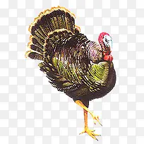 手绘火鸡-空若网 手绘火鸡-空若网