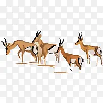 野生动物-空若网 野生动物-空若网