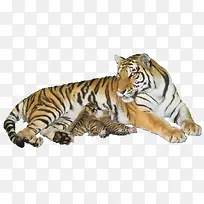 老虎-空若网 老虎-空若网