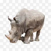 犀牛-空若网 犀牛-空若网