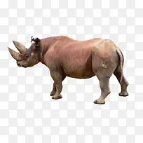 犀牛-空若网 犀牛-空若网