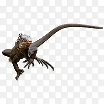 蜥蜴-空若网 蜥蜴-空若网