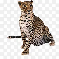 豹-空若网 豹-空若网