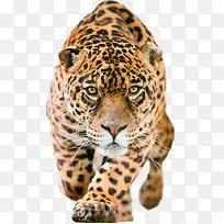 豹-空若网 豹-空若网