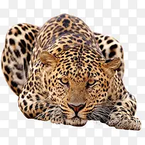 豹-空若网 豹-空若网