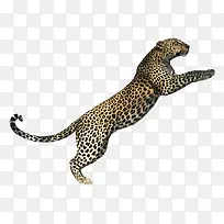 豹-空若网 豹-空若网