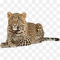 豹-空若网 豹-空若网