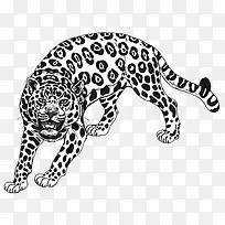 豹-空若网 豹-空若网