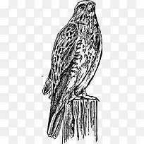 Ұ�����ﲶʳ��-������