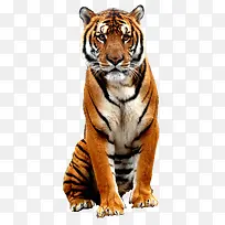 老虎-空若网 老虎-空若网