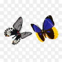 两只蝴蝶-空若网 两只蝴蝶-空若网