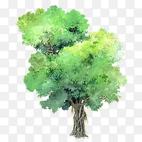 矢量大叶榕树免扣素材-空若网 矢量大叶榕树免扣素材-空若网