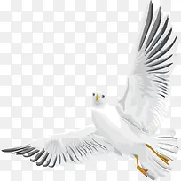 可爱海鸥素材-空若网 可爱海鸥素材-空若网