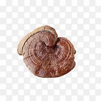 灵芝-空若网 灵芝-空若网