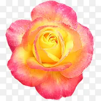 绚丽渐变水彩玫瑰-空若网 绚丽渐变水彩玫瑰-空若网