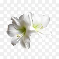 ��ɫ˫������-������