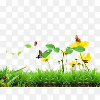 蝴蝶,菊花,小草-空若网 蝴蝶,菊花,小草-空若网