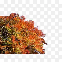 ´´ÒâÉãÓ°ÖøÃû·ç¾°Çø·ãÊ÷ÁÖ-¿ÕÈôÍø ´´ÒâÉãÓ°ÖøÃû·ç¾°Çø·ãÊ÷ÁÖ-¿ÕÈôÍø