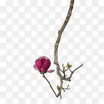 冬日枯萎树枝创意-空若网 冬日枯萎树枝创意-空若网