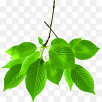 高清摄影创意绿色树叶-空若网 高清摄影创意绿色树叶-空若网