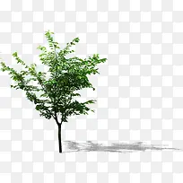 独株树木创意美景-空若网 独株树木创意美景-空若网