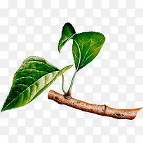 高清摄影创意合成效果树叶-空若网 高清摄影创意合成效果树叶-空若网