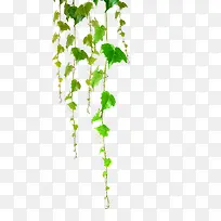 树叶挂藤美景创意-空若网 树叶挂藤美景创意-空若网
