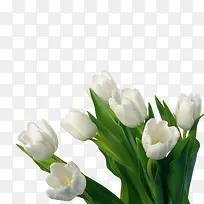 ��ɫ������-������