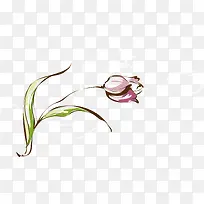 手绘郁金香-空若网 手绘郁金香-空若网