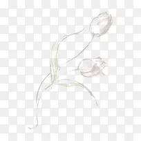 手绘郁金香-空若网 手绘郁金香-空若网