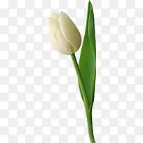 白色郁金香-空若网 白色郁金香-空若网