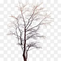 冬日萧瑟树枝电商-空若网 冬日萧瑟树枝电商-空若网