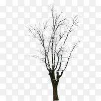 冬季雪后树枝装饰-空若网 冬季雪后树枝装饰-空若网