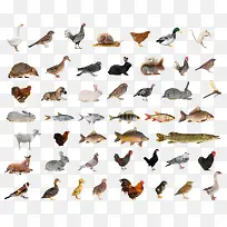 ���ֶ���-������