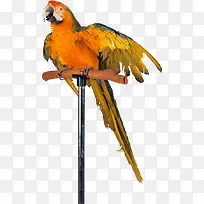 半开翅膀鹦鹉-空若网 半开翅膀鹦鹉-空若网