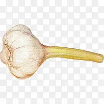 手绘大蒜-空若网 手绘大蒜-空若网