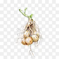 土豆-空若网 土豆-空若网