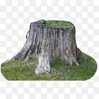 树桩-空若网 树桩-空若网