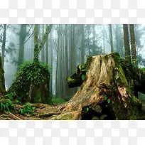 ������Ӱ��׮����-������