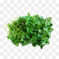 香菜-空若网 香菜-空若网