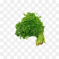 Ïã²Ë-¿ÕÈôÍø Ïã²Ë-¿ÕÈôÍø